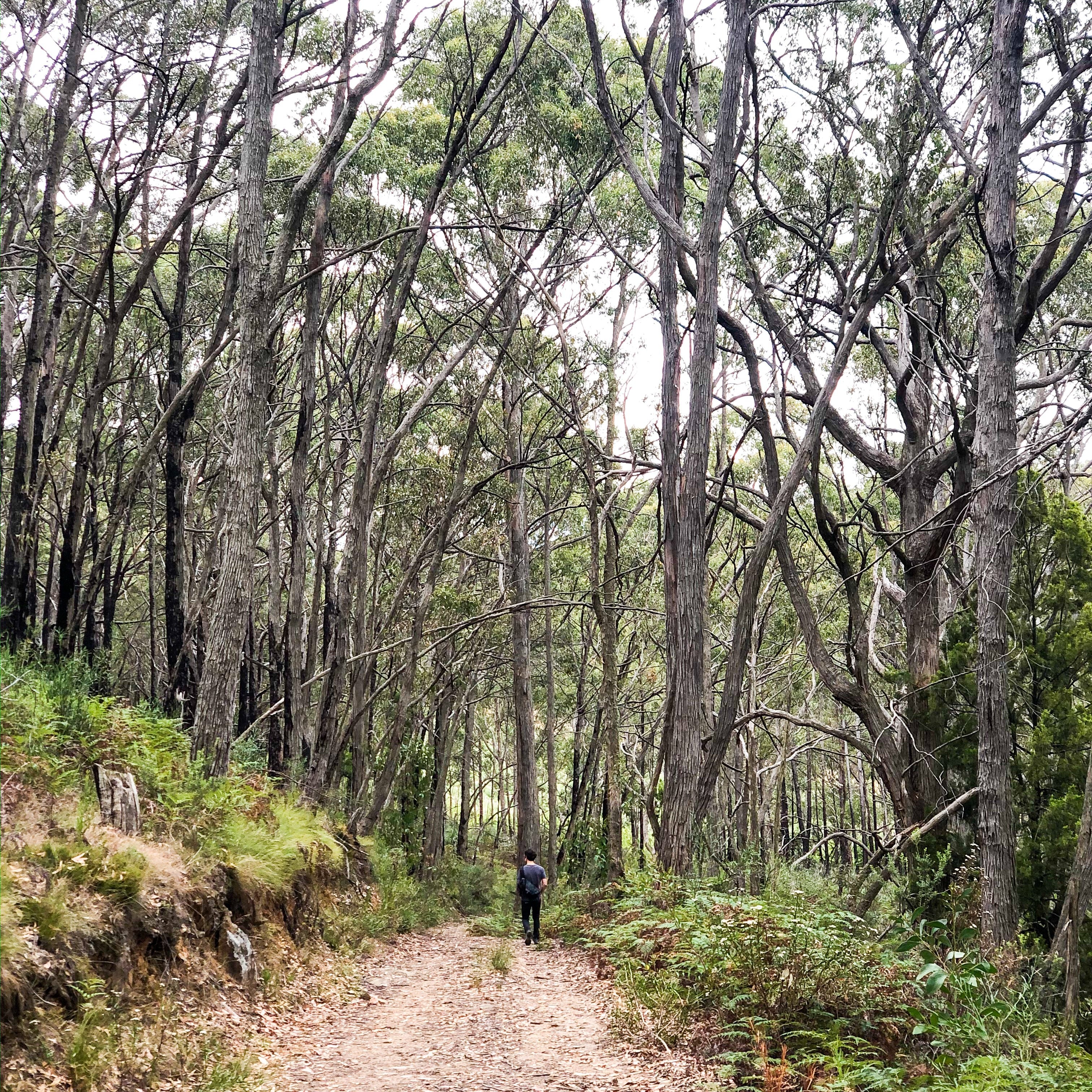 Views from isolation : Beck takes us on a visual journey of her weekend walks in the Adelaide Hills - Impulse Boutique