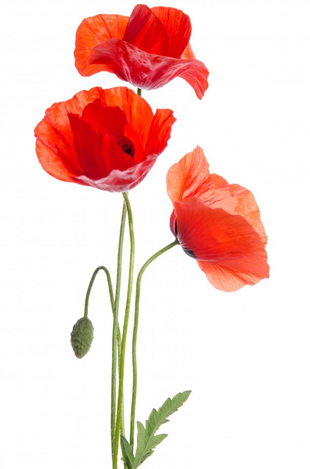 Lest We Forget : Remembering the Nurses of WWI - Impulse Boutique